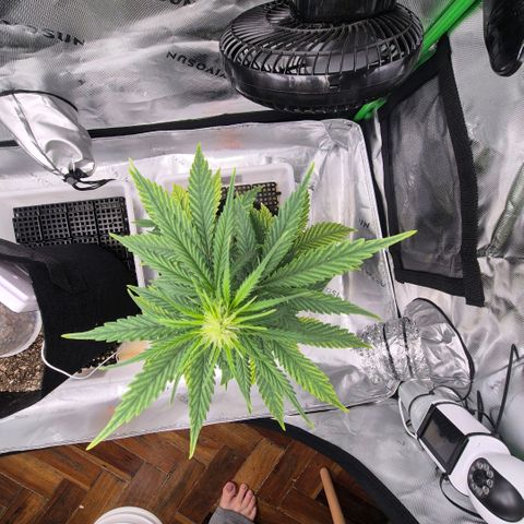 Carmella growlog timeline photo