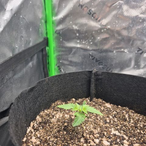 Lina growlog timeline photo