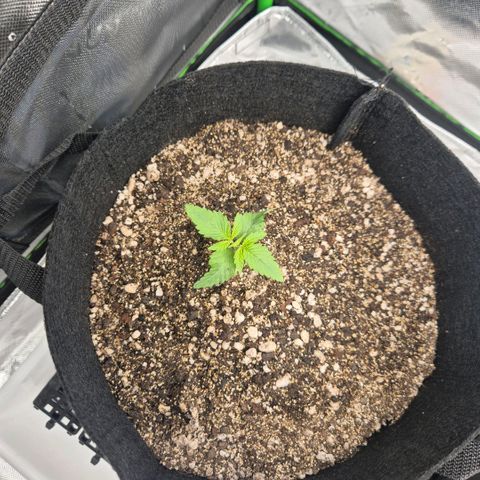 Lina growlog timeline photo