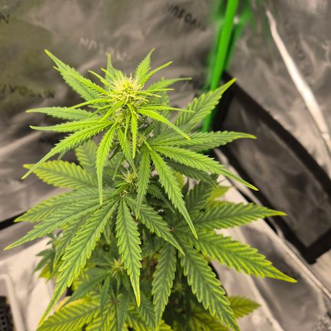 Carmella growlog timeline photo