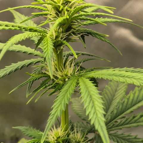 Carmella growlog timeline photo