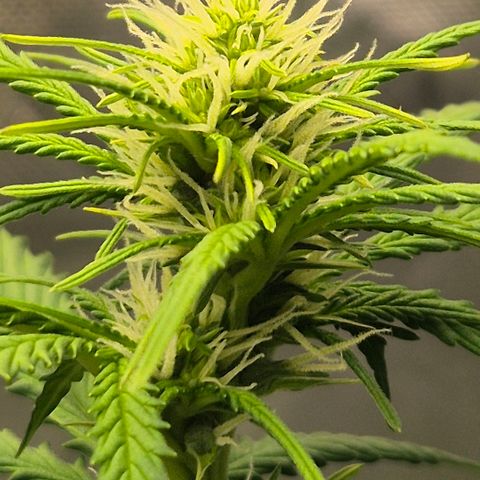 Carmella growlog timeline photo