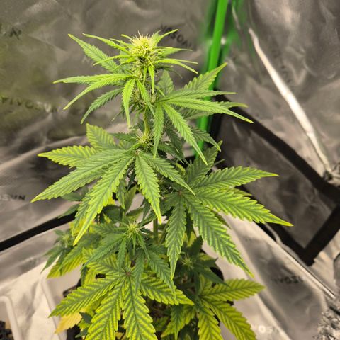 Carmella growlog timeline photo