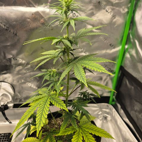 Carmella growlog timeline photo