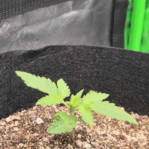 Lina growlog timeline photo