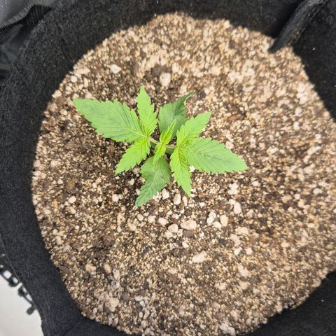 Lina growlog timeline photo