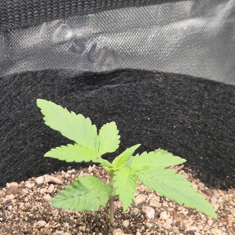 Lina growlog timeline photo