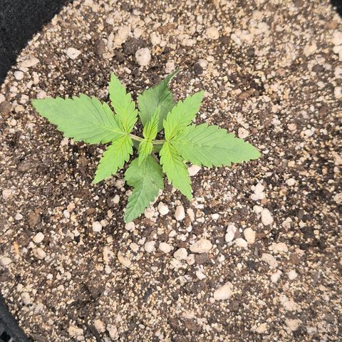 Lina growlog timeline photo
