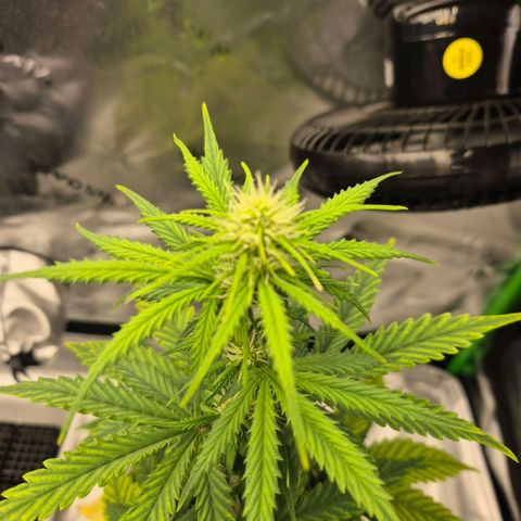Carmella growlog photo: Happy one month anniversary Carmen girlll 💚