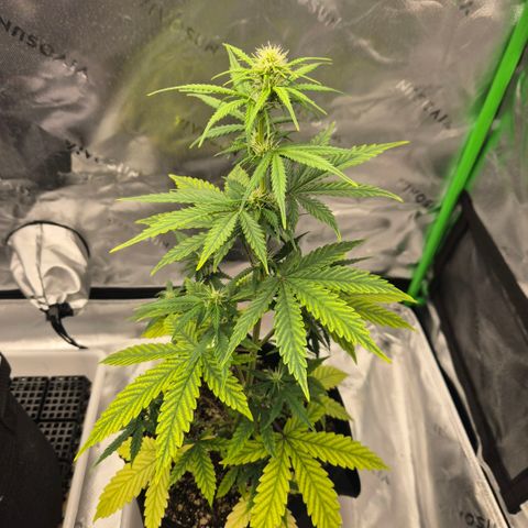 Carmella growlog photo: Happy one month anniversary Carmen girlll 💚