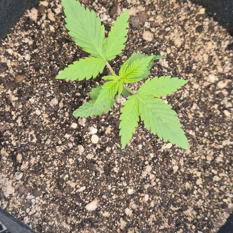 Lina growlog timeline photo