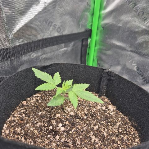 Lina growlog timeline photo
