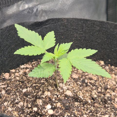 Lina growlog timeline photo