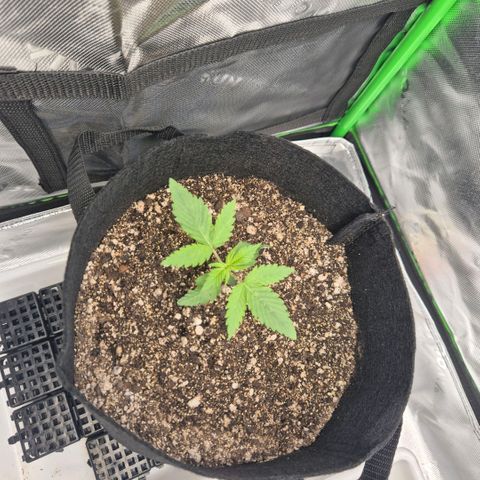 Lina growlog timeline photo