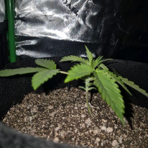 Lina growlog timeline photo