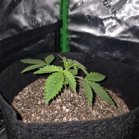 Lina growlog timeline photo