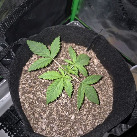 Lina growlog timeline photo