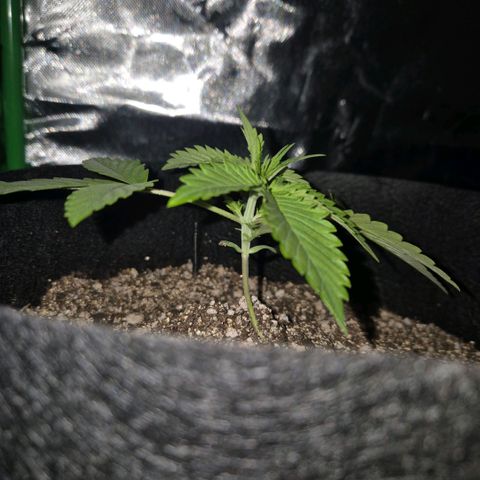Lina growlog timeline photo