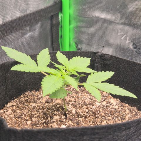 Lina growlog timeline photo