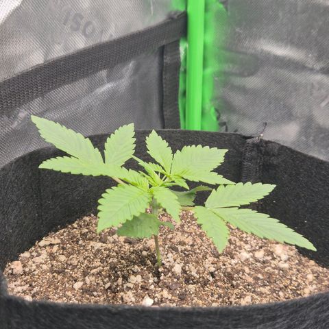 Lina growlog timeline photo