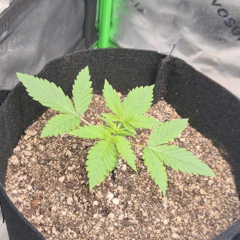 Lina growlog timeline photo