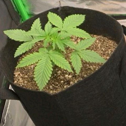 Lina growlog timeline photo