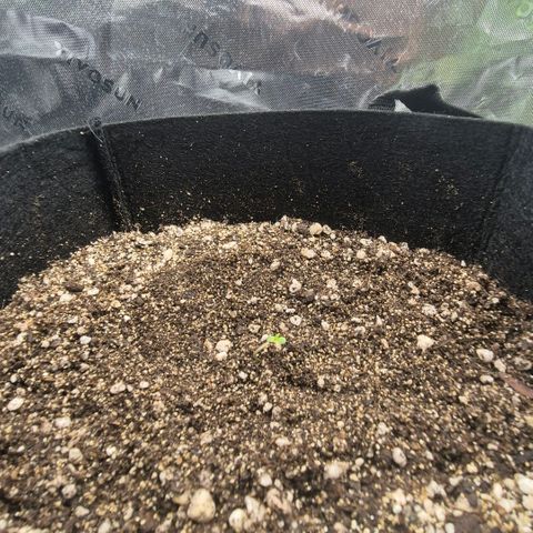Malu growlog timeline photo