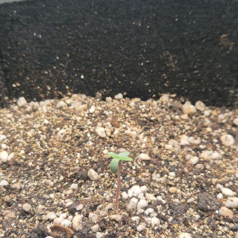 Malu growlog timeline photo