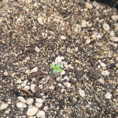 Malu growlog timeline photo