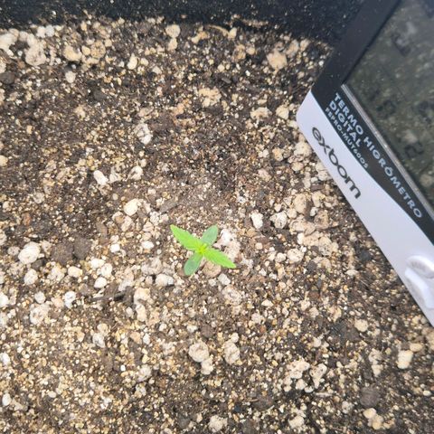 Malu growlog timeline photo