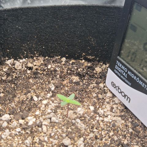 Malu growlog timeline photo