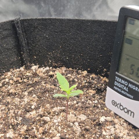 Malu growlog timeline photo