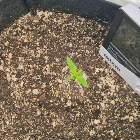 Malu growlog timeline photo
