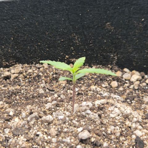 Malu growlog timeline photo