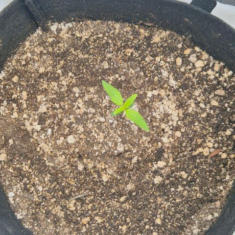 Malu growlog timeline photo