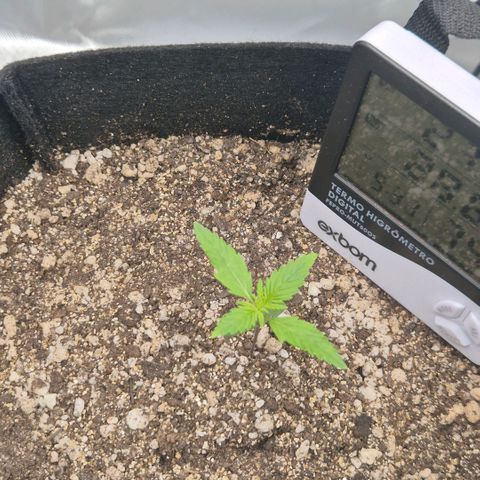 Malu growlog timeline photo