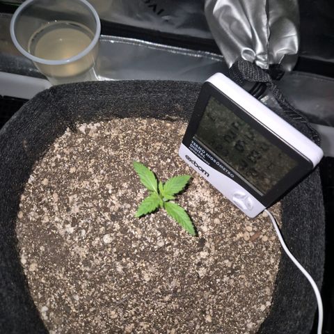 Malu growlog timeline photo