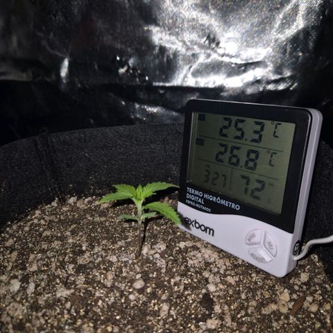 Malu growlog timeline photo