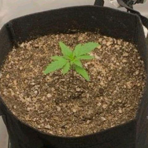 Malu growlog timeline photo