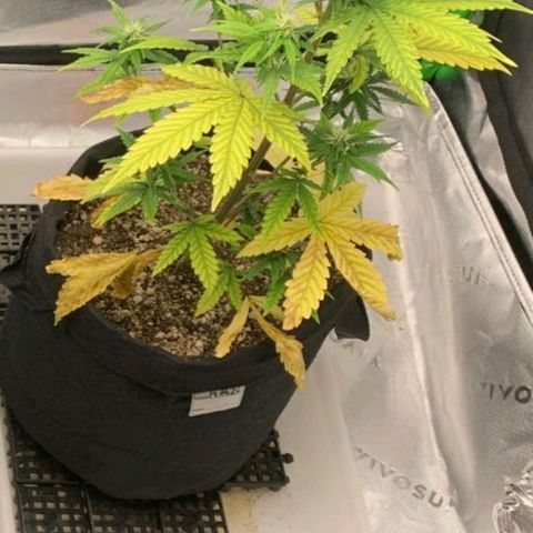 Carmella growlog timeline photo