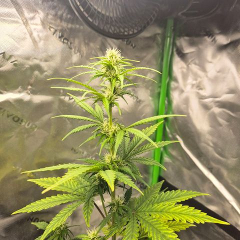 Carmella growlog timeline photo
