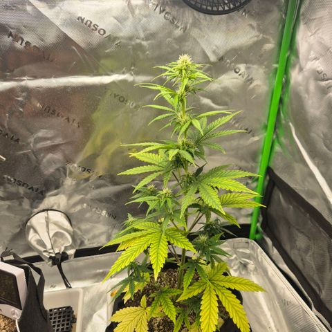 Carmella growlog timeline photo
