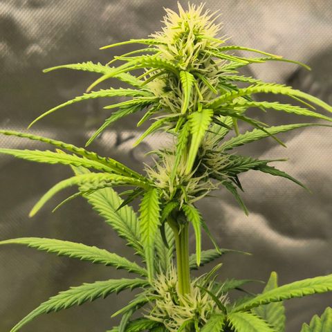 Carmella growlog timeline photo