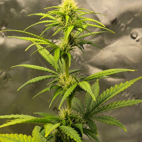 Carmella growlog timeline photo