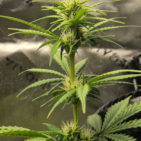 Carmella growlog timeline photo