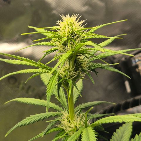 Carmella growlog timeline photo