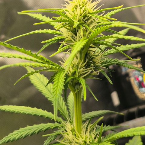 Carmella growlog timeline photo