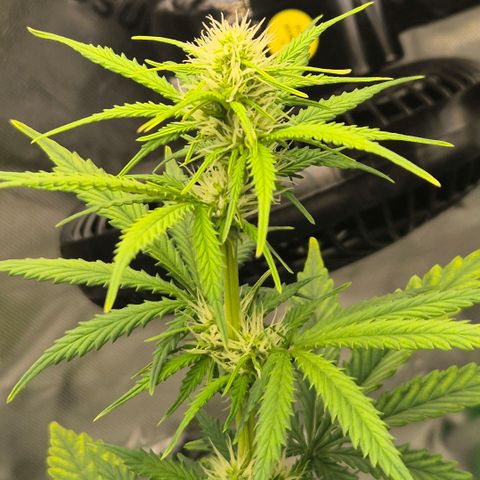 Carmella growlog timeline photo
