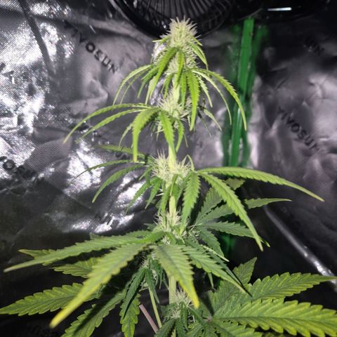 Carmella growlog timeline photo