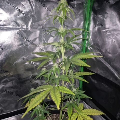 Carmella growlog timeline photo